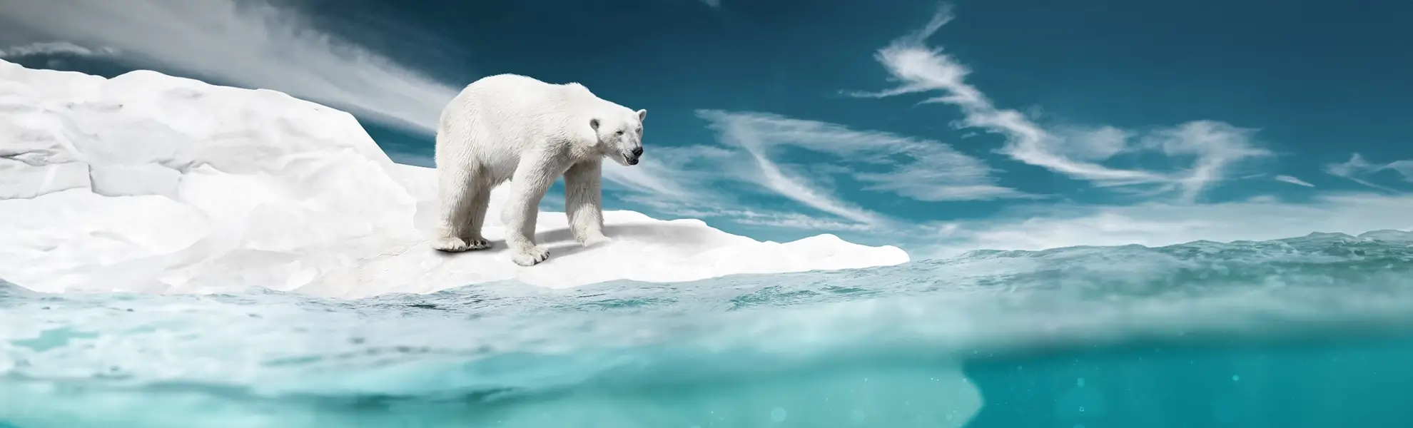 Eisbär auf Eisscholle